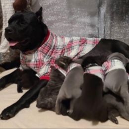 Cane Corso Puppies from True Love Cane Corso