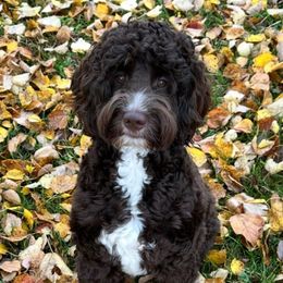 Navy - Australian Labradoodle