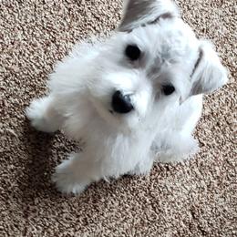 Miniature Schnauzer Puppies from Springs Miniature Schnauzers