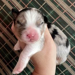 Glacier - Blue merle male Australian Shepherd puppy in El Dorado Hills, California from Trinity Aussies