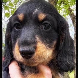Black and tan dapple male 3500 - Dapple male Dachshund puppy in Albany, Wisconsin from Deglow’s Doxies