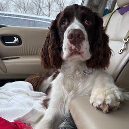 Emerson - English Springer Spaniel