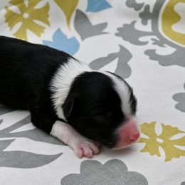 Lady Violet Crawley - Black & white female Miniature American Shepherd puppy in Damascus, Oregon from Rebel Soul Minis