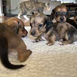 Dachshund Puppies from L & J Kennel