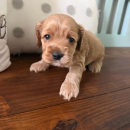 Ashtyn - Brown female Cockapoo puppy in Paradise, Texas from 4W’s F2 Cockapoos
