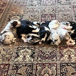 Australian Shepherd Puppies from Discovery Hill Australian Shepherds