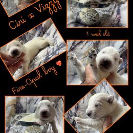 FIRE-OPAL Boy - White male German Shepherd puppy in Apache Junction, Arizona from CS Vista Farms