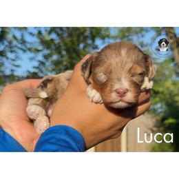 Luca - Tri-color male Bernedoodle puppy in Greenville, Texas from Doodles of Promise