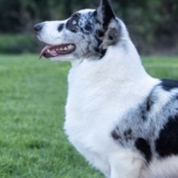 Cardigan Welsh Corgis and Tibetan Spaniels from Pecan Valley