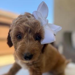 Pearl - Red  female Goldendoodle puppy in Pine Grove, California from Lundee Doodles