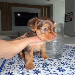 Brunito - Gold male Yorkshire Terrier puppy in Cape Coral, Florida from Katherine’s Yorkies and Poodles