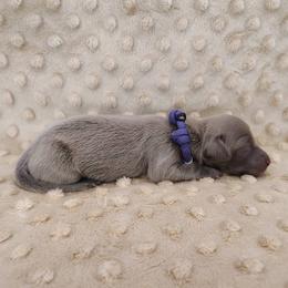 Puppy 4 - Blue and tan male Dachshund puppy in Krum, Texas from Dots N Spots Dachshunds