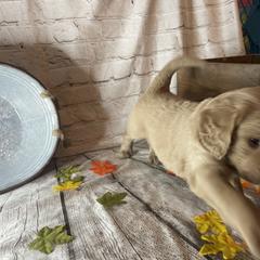 Double Doodle Puppies from North Texas Golden Mountain Doodles