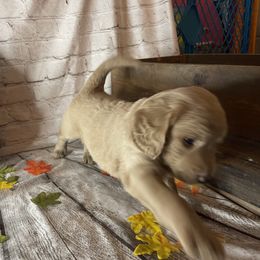 Double Doodle Puppies from North Texas Golden Mountain Doodles