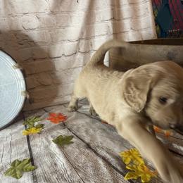 Double Doodle Puppies from North Texas Golden Mountain Doodles
