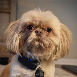 Louie - Shih Tzu