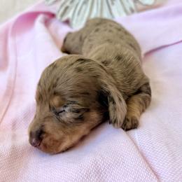 Ducky - Dapple female Dachshund puppy in Hendersonville, North Carolina from Snarky Doxy Miniature Dachshunds
