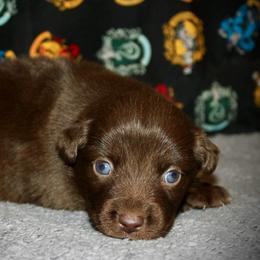 Louisiana - Red & white female Australian Shepherd puppy in El Dorado Springs, Missouri from HP Aussie Kennels
