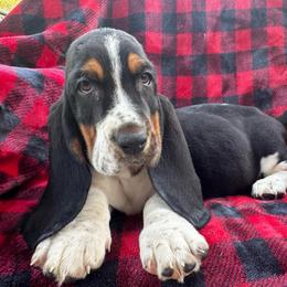 Xeke - Black tan and white male Basset Hound puppy in Cleveland, Tennessee from Smokey Mtn Bassets