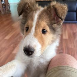 Laird Siobhad (Shi-vawn) (God is Gracious) of Faith - Sable and white male Collie puppy in Citra, Florida from Faith Rough Collie’s