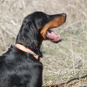 Reed - Gordon Setter