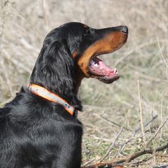 Reed - Gordon Setter