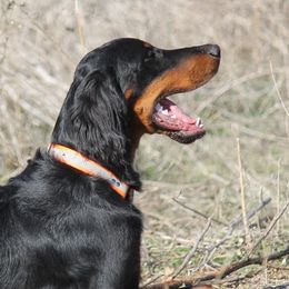 Reed - Gordon Setter