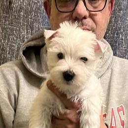 Oppie - White male West Highland White Terrier puppy in Columbus, Ohio from Starlight Westies