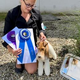 Gigi - Wire Fox Terrier