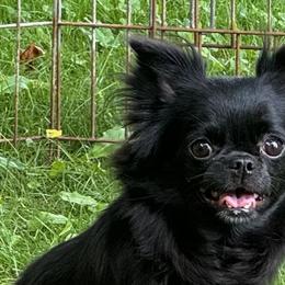 Chihuahuas from Best pets
