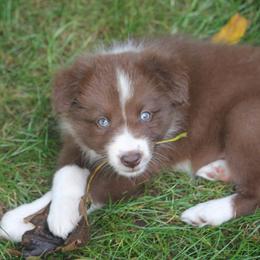 Border Collie, English Setter, and Miniature American Shepherd Puppies from First Harmony Farms