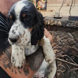 Black - Black white and tan male English Springer Spaniel puppy in Springdale, Washington from WorleyByrd Springers