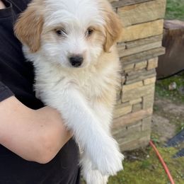 Aussiedoodle Puppies from Hearth&Hound Doodles