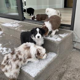 Australian Shepherd Puppies from Country Court Aussies