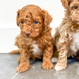 Boy 2 - Cream male Goldendoodle puppy in Montrose, Michigan from Livy’s Doodles