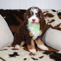 Assorted Doodle Crosses, Bernedoodle, Goldendoodle, and Sheepadoodle Puppies from Happy Top Doodles
