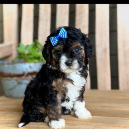 Raven - Tri-color female Bernedoodle puppy in Runaway Bay, Texas from Green Ranch Doodles