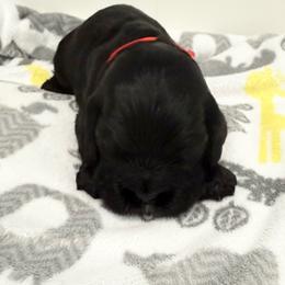 Nash - Black male Cocker Spaniel puppy in Ocala, Florida from Ray of Sunshine Spaniels LLC