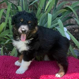 Glory - Black tri-color female Australian Shepherd puppy in Harrah, Oklahoma from Kamm's Aussies