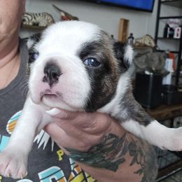 Buttercup - Brindle and white female Boston Terrier puppy in Orange, Texas from Emerald Moon Bostons