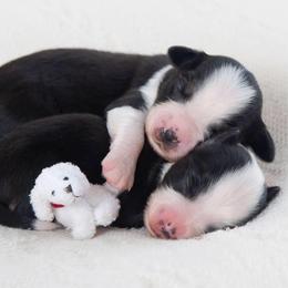 Aussiedoodle and Miniature Australian Shepherd Puppies from Biggie Ranch