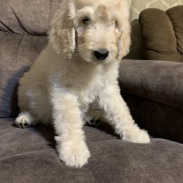 Goldendoodle Puppies from Rolling Acres Doodles and Poodles