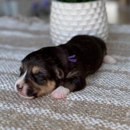 Bubbles - Black and tan female Pembroke Welsh Corgi puppy in Moreno Valley, California from House of Paws & Co.