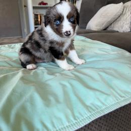 Jax - Blue merle male Miniature American Shepherd puppy in Milton Freewater, Oregon from Sparkling Cross Toy & Mini Aussies