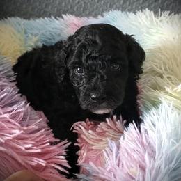 Beautiful Bella - Toy Poodle - Black female Poodle puppy in Falcon, Missouri from Cedar House Heritage Poodles | AKC Toy & Miniature Poodle Puppies Raised in Home