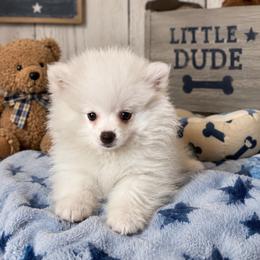 Spike - White male Pomeranian puppy in Rhode Island from Heartfelt Kennels