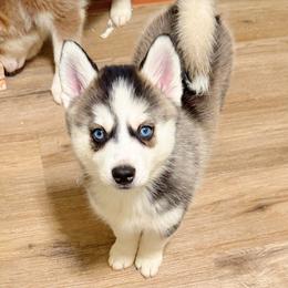 Girl 2 - female Pomsky puppy in Bolton, Connecticut from Elle Pomsky