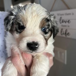 Miniature Australian Shepherd Puppies from Amberwood DD Aussies