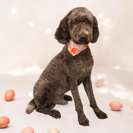 Huckleberry - Poodle