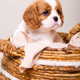 Cavalier King Charles Spaniel Puppies from Cane Creek Cavaliers
